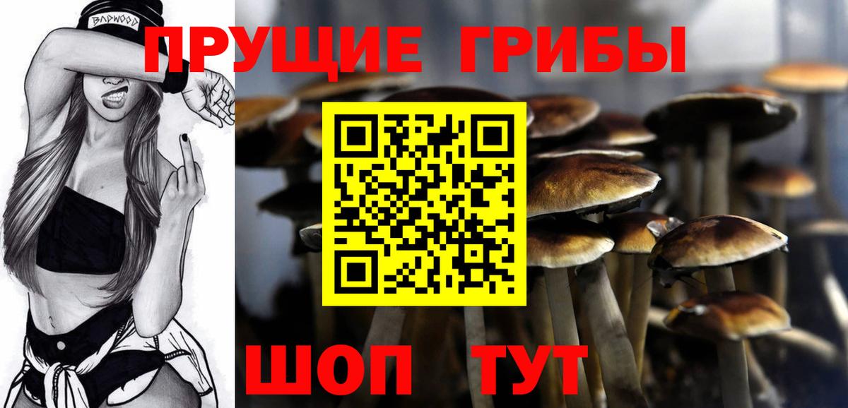 Псилоцибиновые грибы Psilocybe Сальск